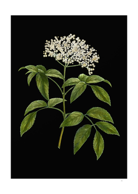 Vintage Elderberry Flowering Plant Botanical on Black
