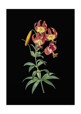 Vintage Turban Lily Botanical Illustration on Black