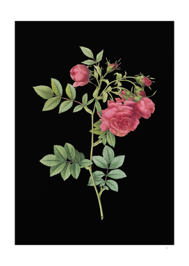 Vintage Turnip Roses Botanical Illustration on Black