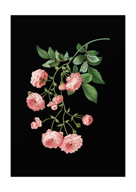 Vintage Pink Rambler Roses Botanical on Black