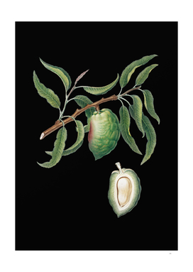 Vintage Almond Botanical Illustration on Black