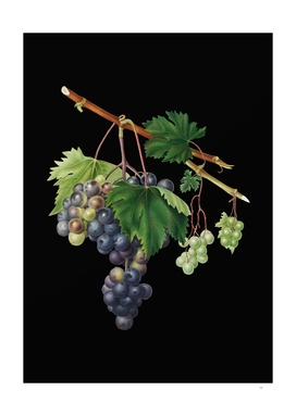 Vintage Grape from Ischia Botanical on Black