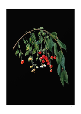 Vintage Visciola Cherries Botanical on Black