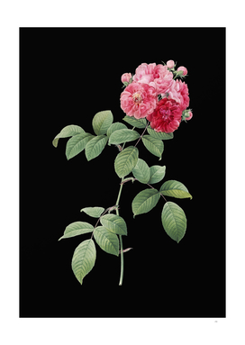 Vintage Seven Sisters Roses Botanical on Black