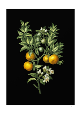 Vintage Bitter Orange Botanical Illustration on Black