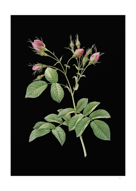 Vintage Evrat's Rose with Crimson Buds on Black