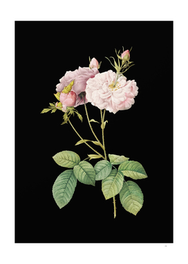Vintage Damask Rose Botanical Illustration on Black