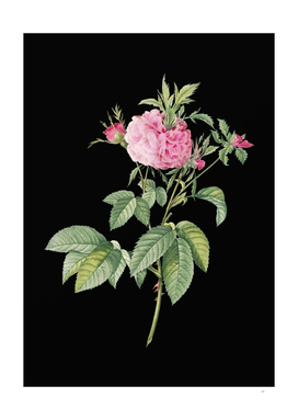 Vintage Pink Agatha Rose Botanical on Black