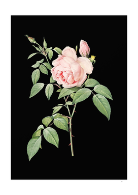 Vintage Fragrant Rosebush Botanical on Black