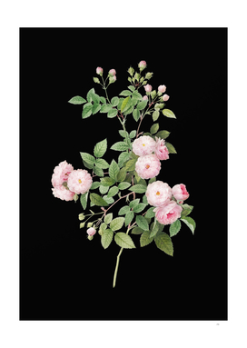 Vintage Pink Baby Roses Botanical on Black