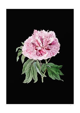 Vintage Double Red Curled Tree Peony on Black