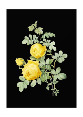Vintage Sulphur Rose Botanical Illustration on Black