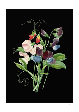 Vintage Sweet Pea Botanical Illustration on Black