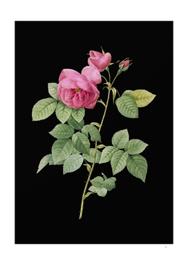 Vintage Pink Bourbon Roses Botanical on Black
