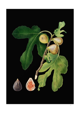 Vintage Figs Botanical Illustration on Black