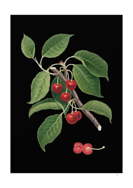 Vintage Sour Cherry Botanical Illustration on Black