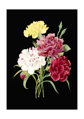 Vintage Carnation Botanical Illustration on Black