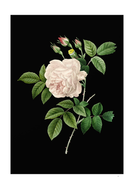 Vintage Rosa Indica Botanical Illustration on Black
