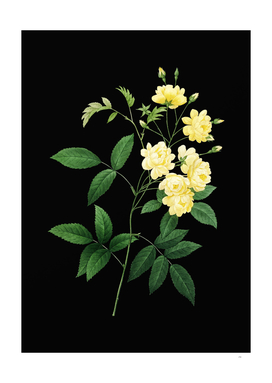 Vintage Lady Banks' Rose Botanical on Black