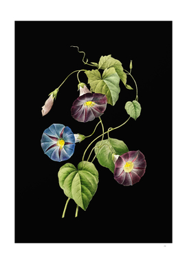Vintage Morning Glory Botanical Illustration on Black