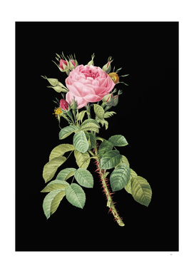 Vintage Lelieur's Four Seasons Rose on Black