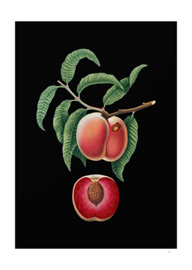 Vintage Carrot Peach Botanical Illustration on Black