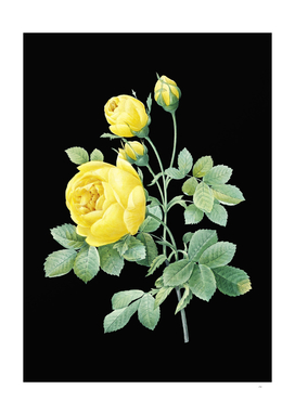 Vintage Yellow Rose Botanical Illustration on Black