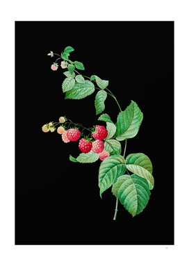 Vintage Red Berries Botanical Illustration on Black