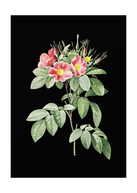 Vintage Pasture Rose Botanical Illustration on Black