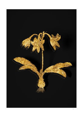 Gold Netted Veined Amaryllis Botanical on Black
