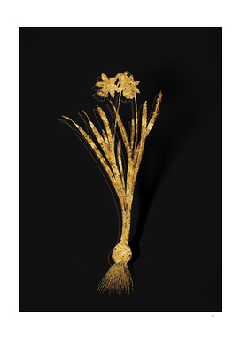 Gold Lesser Wild Daffodil Botanical on Black