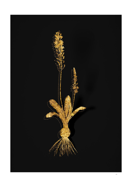 Gold Scilla Obtusifolia Botanical on Black