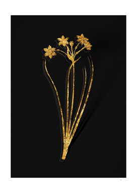 Gold Rush Daffodil Botanical Illustration on Black