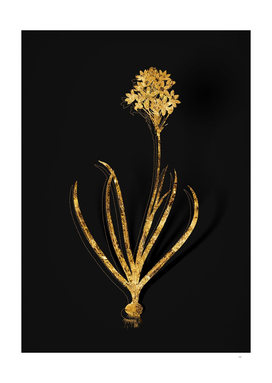 Gold Arabian Starflower Botanical on Black