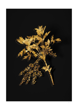 Gold Shrub Yellowroot Botanical on Black