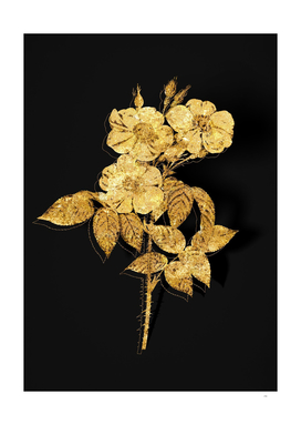Gold Rose of Castile Botanical on Black