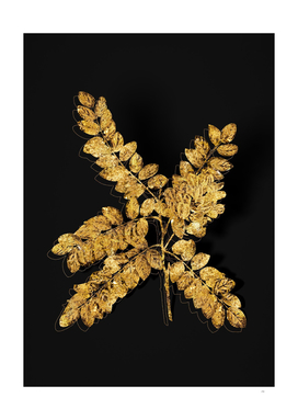 Gold Clammy Locust Botanical Illustration on Black