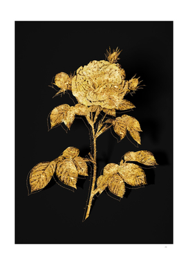 Gold Rosa Alba Botanical Illustration on Black