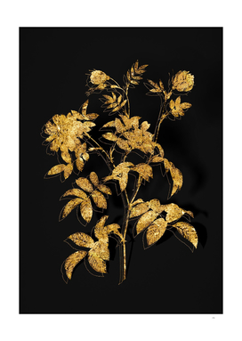 Gold Cinnamon Rose Botanical Illustration on Black