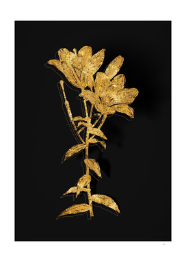Gold Orange Bulbous Lily Botanical on Black
