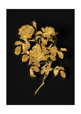 Gold Rose of Love Bloom Botanical on Black
