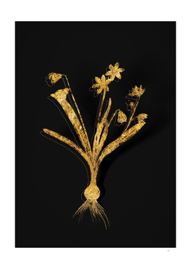 Gold Scilla Amoena Botanical Illustration on Black