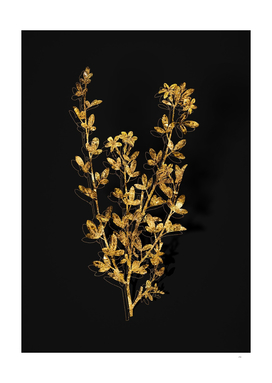 Gold Yellow Jasmine Flowers Botanical on Black