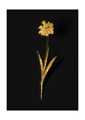 Gold Ixia Maculata Botanical Illustration on Black