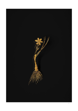 Gold Snowdon Lily Botanical Illustration on Black