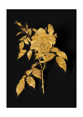 Gold Fragrant Rosebush Botanical on Black