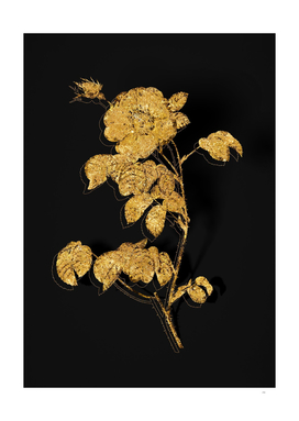 Gold Rose Botanical Illustration on Black