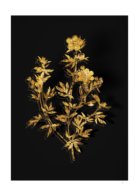 Gold Yellow Buttercup Flowers Botanical on Black