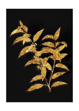 Gold Andromeda Acuminata Bloom Botanical on Black