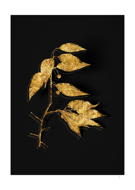 Gold European Nettle Tree Botanical on Black